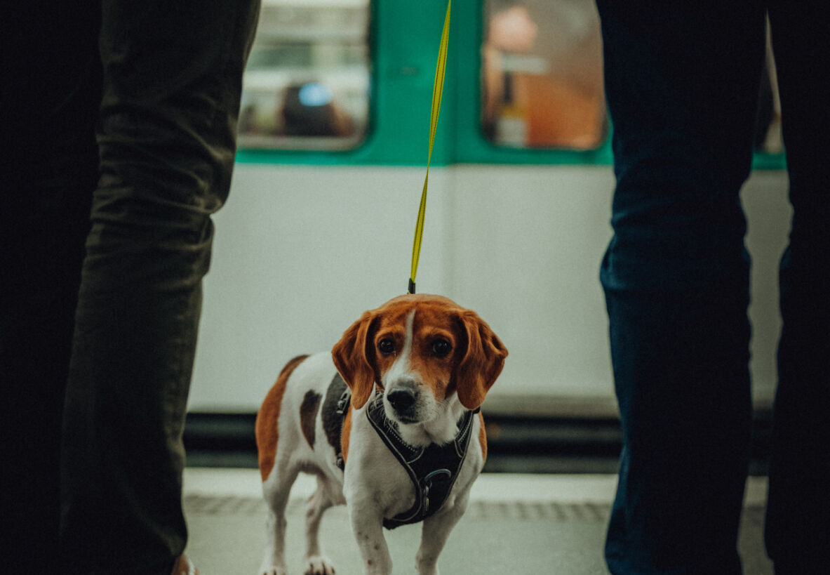 Visuel Quelles sont les règles pour pouvoir amener son chien sur le réseau ?